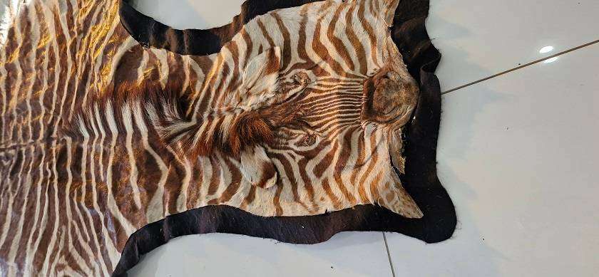 SOMETHING SPECIAL ! Beautiful Large Brown ( Burchells ?) Zebra hide on black felt !