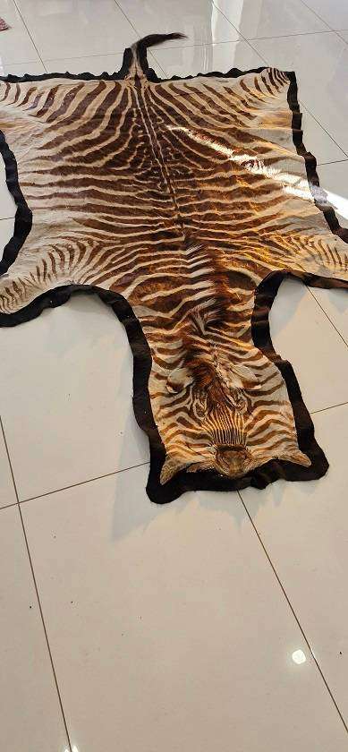 SOMETHING SPECIAL ! Beautiful Large Brown ( Burchells ?) Zebra hide on black felt !