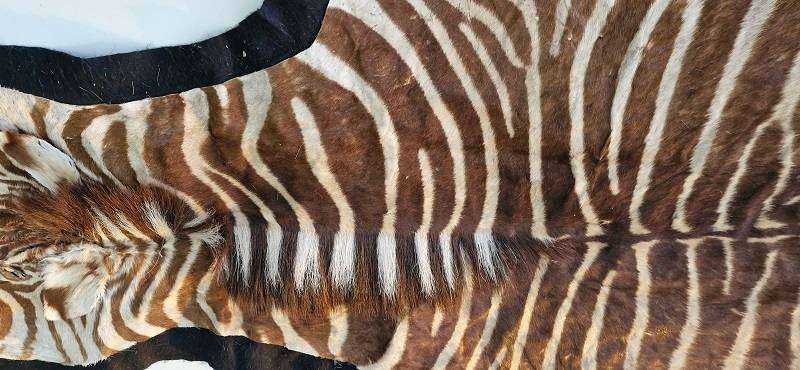 SOMETHING SPECIAL ! Beautiful Large Brown ( Burchells ?) Zebra hide on black felt !