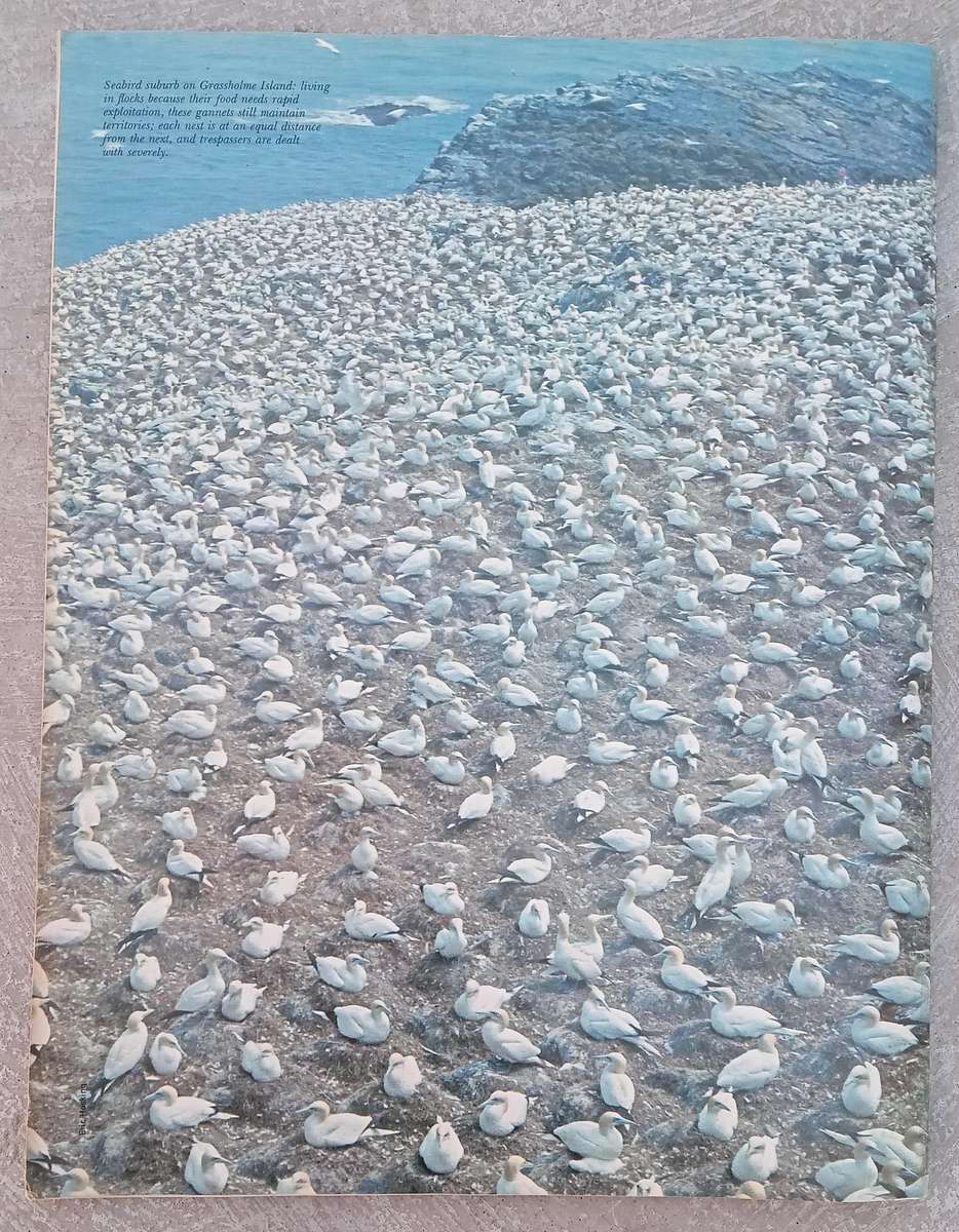 1970 Purnell's Encyclopedia Of Animal Life No82 (Vol6 No2)