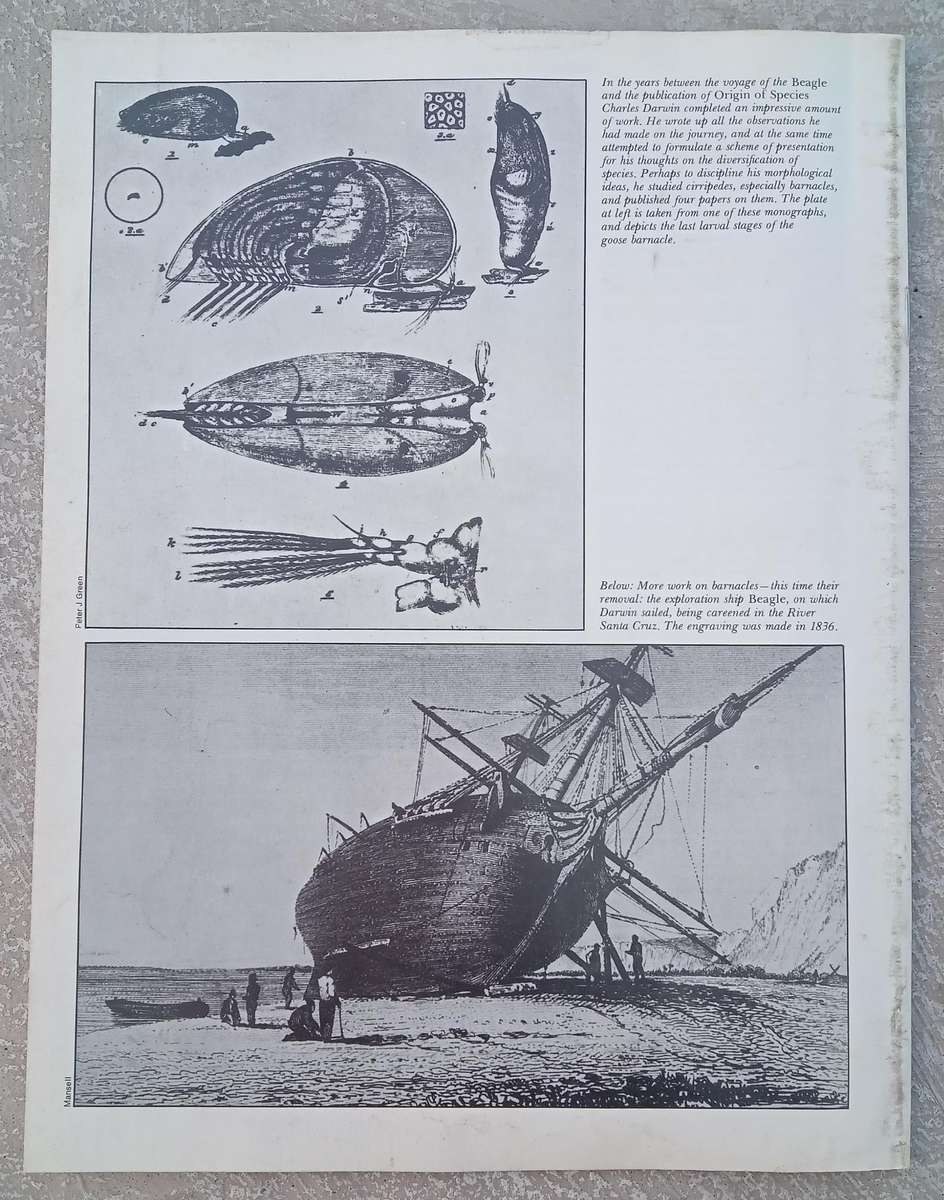 1970 Purnell's Encyclopedia Of Animal Life No89 (Vol6 No9)