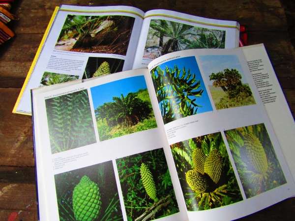 Cycad books