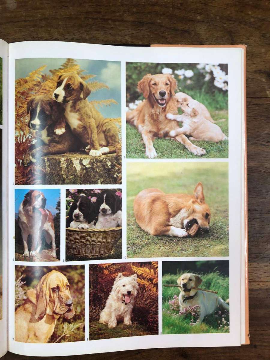 Dogs and Puppies - Colour Library Books (Hardcover with dj)