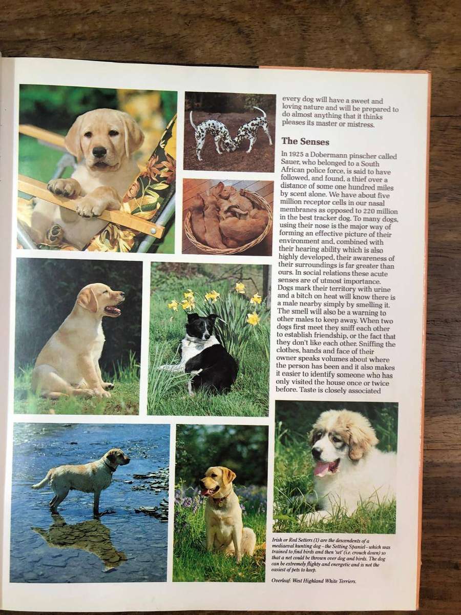 Dogs and Puppies - Colour Library Books (Hardcover with dj)