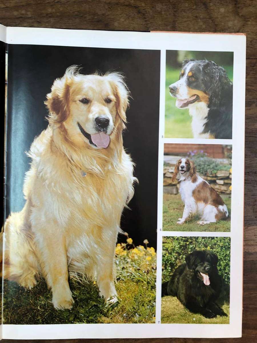 Dogs and Puppies - Colour Library Books (Hardcover with dj)