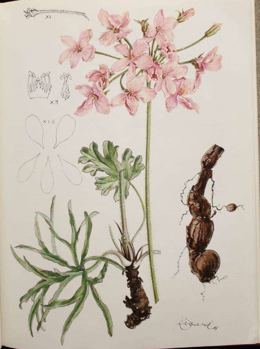 PELARGONIUMS OF SOUTHERN AFRICA - J.J.A. VAN DER WALT (1977)
