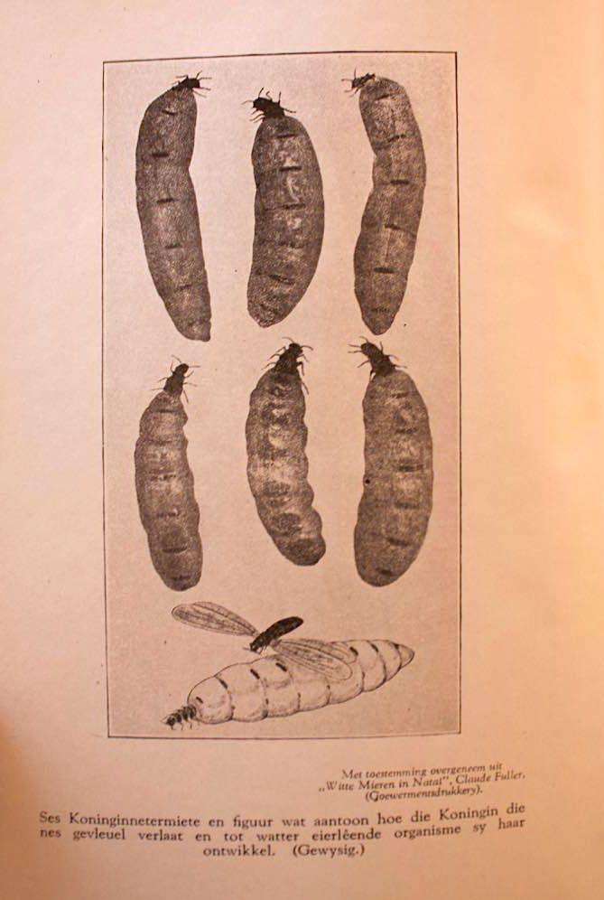 DIE SIEL VAN DIE MIER - EUGENE MARAIS - VYFDE DRUK 1948