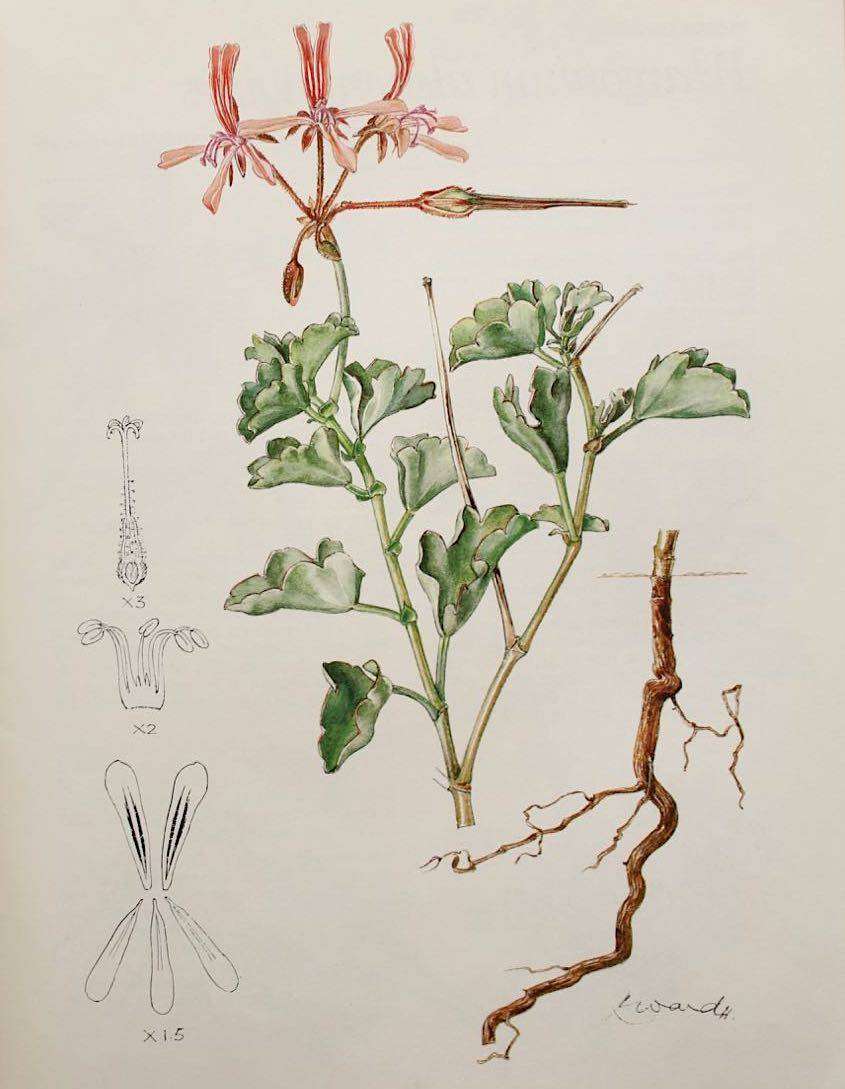 PELARGONIUMS OF SOUTHERN AFRICA - J.J.A. VAN DER WALT (1977)