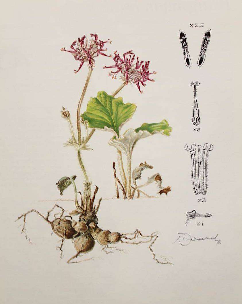 PELARGONIUMS OF SOUTHERN AFRICA - J.J.A. VAN DER WALT (1977)