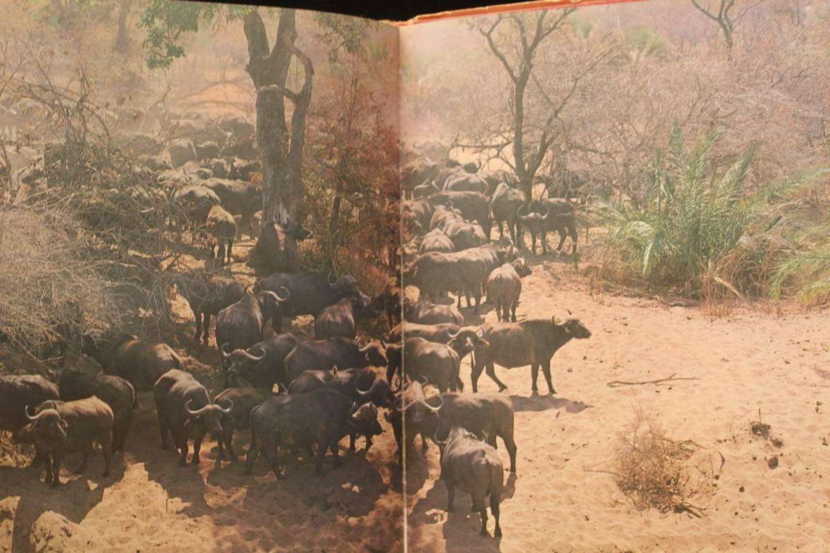 DIE KRUGERWILDTUIN EN ANDER NASIONALE PARKE - R.J. LABUSCHAGNE [1967]