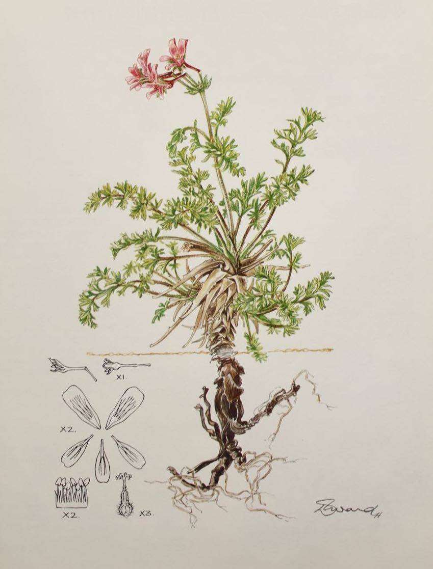 PELARGONIUMS OF SOUTHERN AFRICA - J.J.A. VAN DER WALT (1977)
