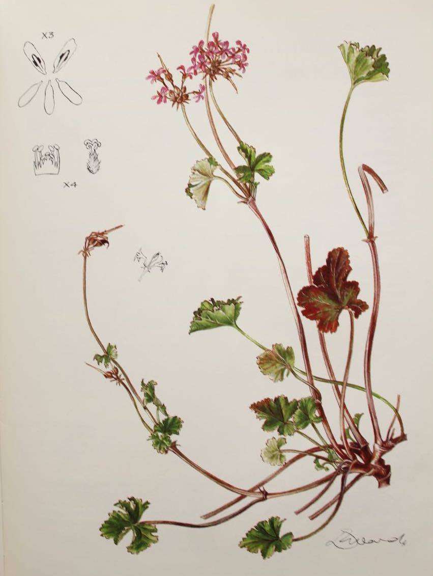 PELARGONIUMS OF SOUTHERN AFRICA - J.J.A. VAN DER WALT (1977)