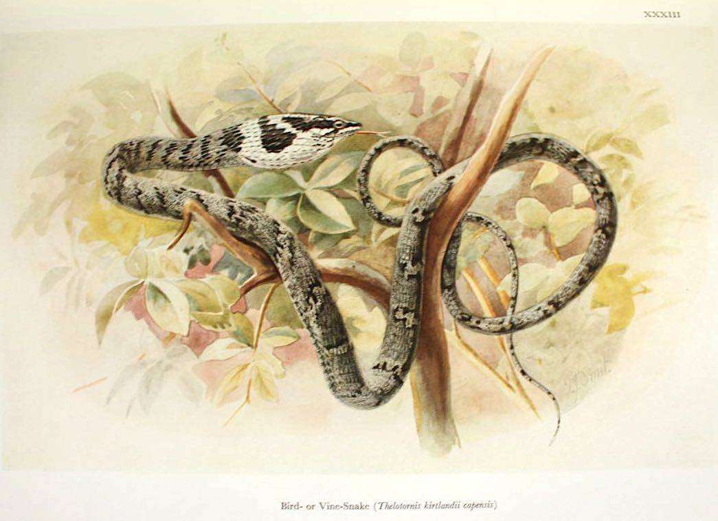 SNAKES OF SOUTHERN AFRICA - VIVIAN F.M. FITZSIMONS (1962) - INSCRIBED TO N.J. VAN WARMELO