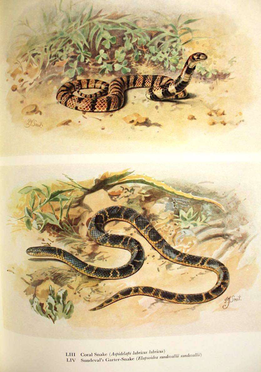SNAKES OF SOUTHERN AFRICA - VIVIAN F.M. FITZSIMONS (1962) - INSCRIBED TO N.J. VAN WARMELO