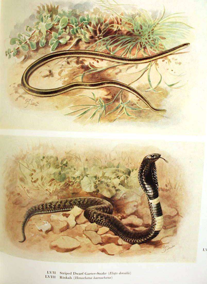 SNAKES OF SOUTHERN AFRICA - VIVIAN F.M. FITZSIMONS (1962) - INSCRIBED TO N.J. VAN WARMELO