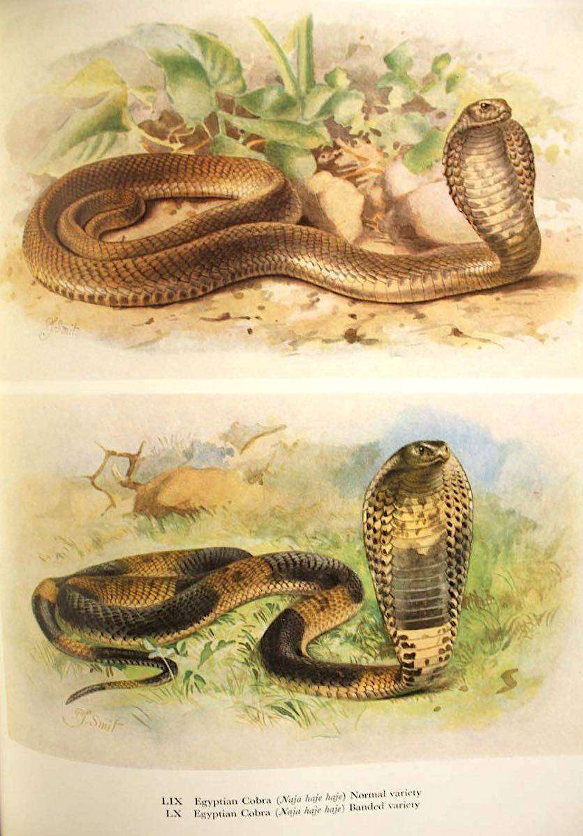 SNAKES OF SOUTHERN AFRICA - VIVIAN F.M. FITZSIMONS (1962) - INSCRIBED TO N.J. VAN WARMELO