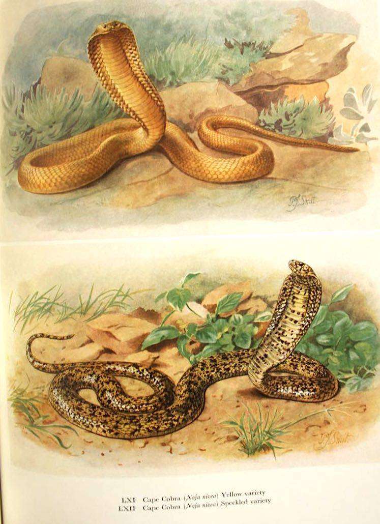 SNAKES OF SOUTHERN AFRICA - VIVIAN F.M. FITZSIMONS (1962) - INSCRIBED TO N.J. VAN WARMELO