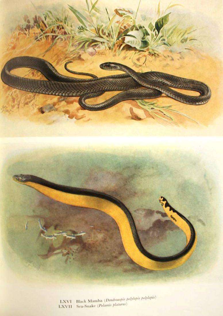 SNAKES OF SOUTHERN AFRICA - VIVIAN F.M. FITZSIMONS (1962) - INSCRIBED TO N.J. VAN WARMELO