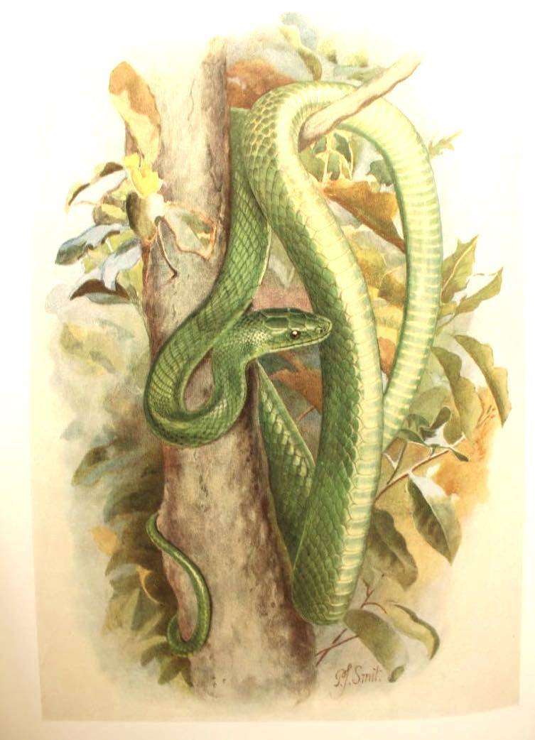 SNAKES OF SOUTHERN AFRICA - VIVIAN F.M. FITZSIMONS (1962) - INSCRIBED TO N.J. VAN WARMELO