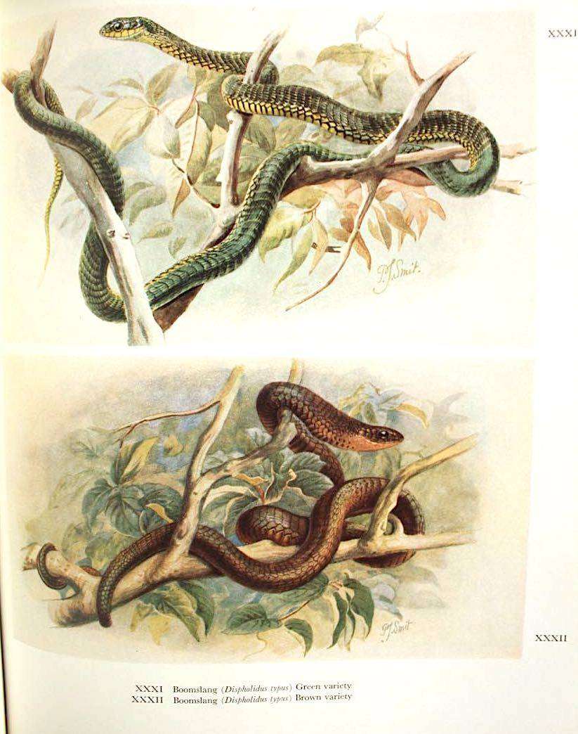 SNAKES OF SOUTHERN AFRICA - VIVIAN F.M. FITZSIMONS (1962) - INSCRIBED TO N.J. VAN WARMELO