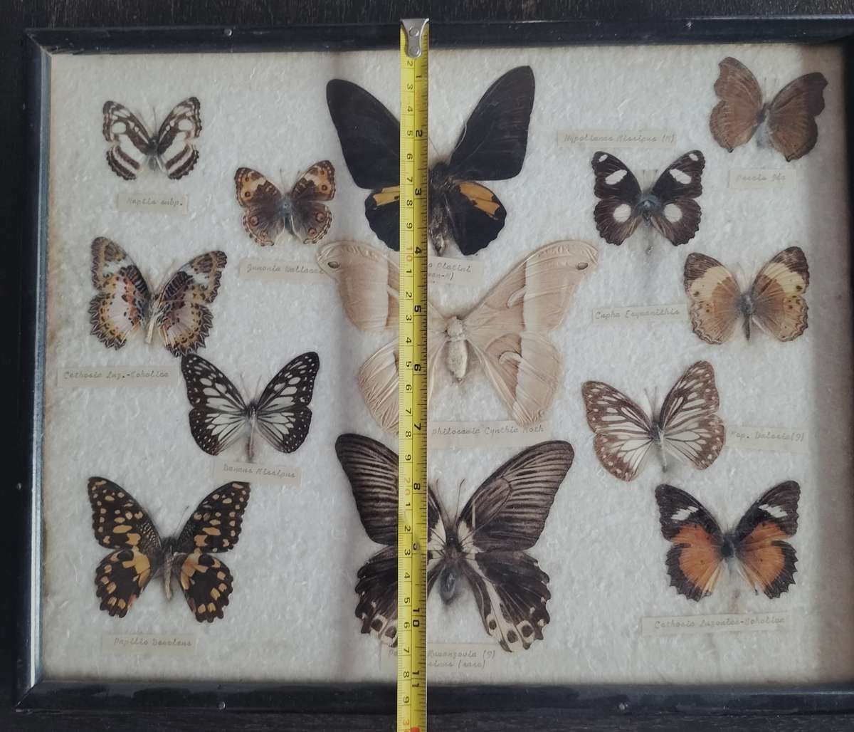 Framed butterfly and moth collection from the Philippines