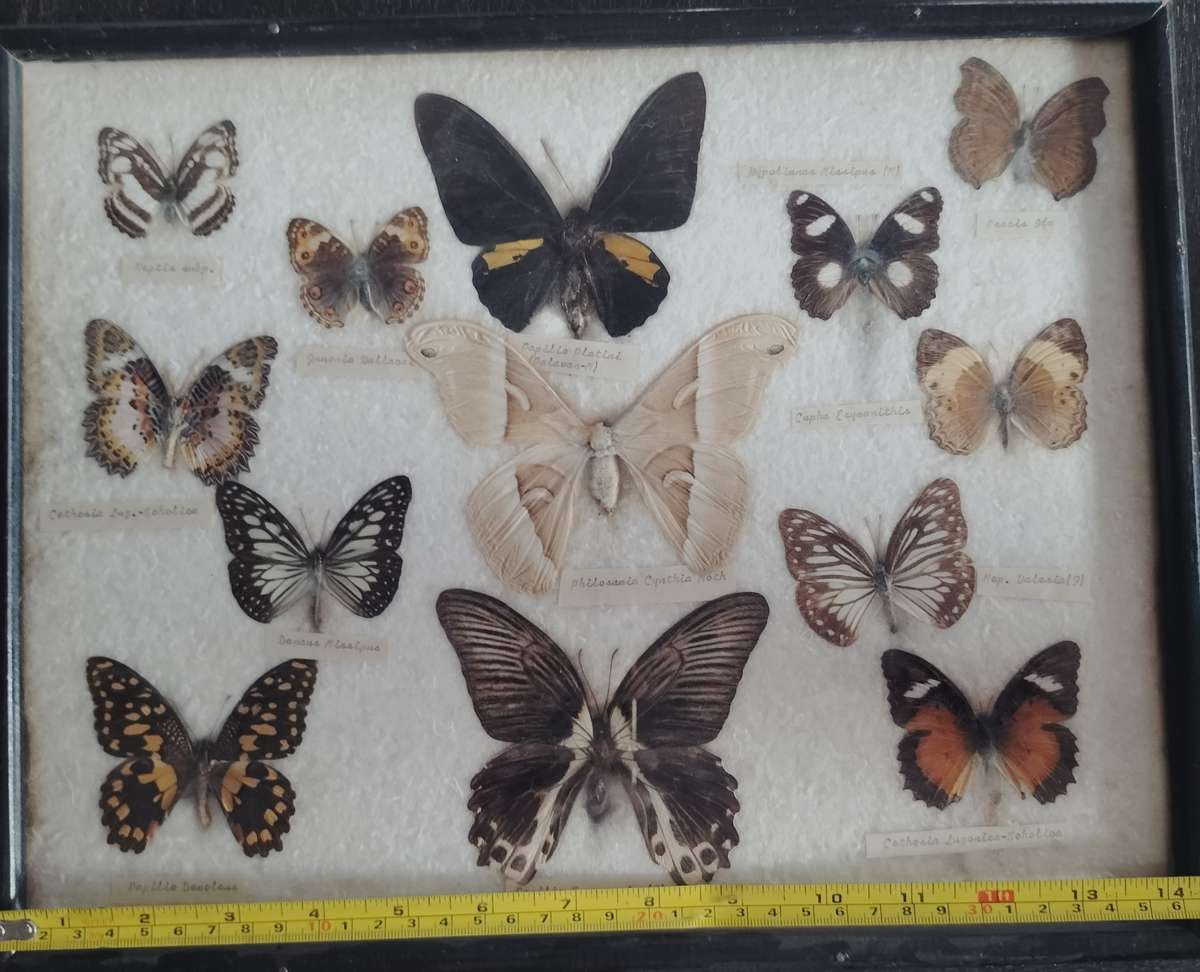 Framed butterfly and moth collection from the Philippines