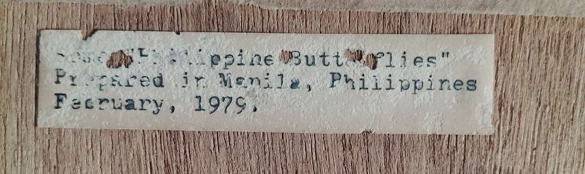 Framed butterfly and moth collection from the Philippines