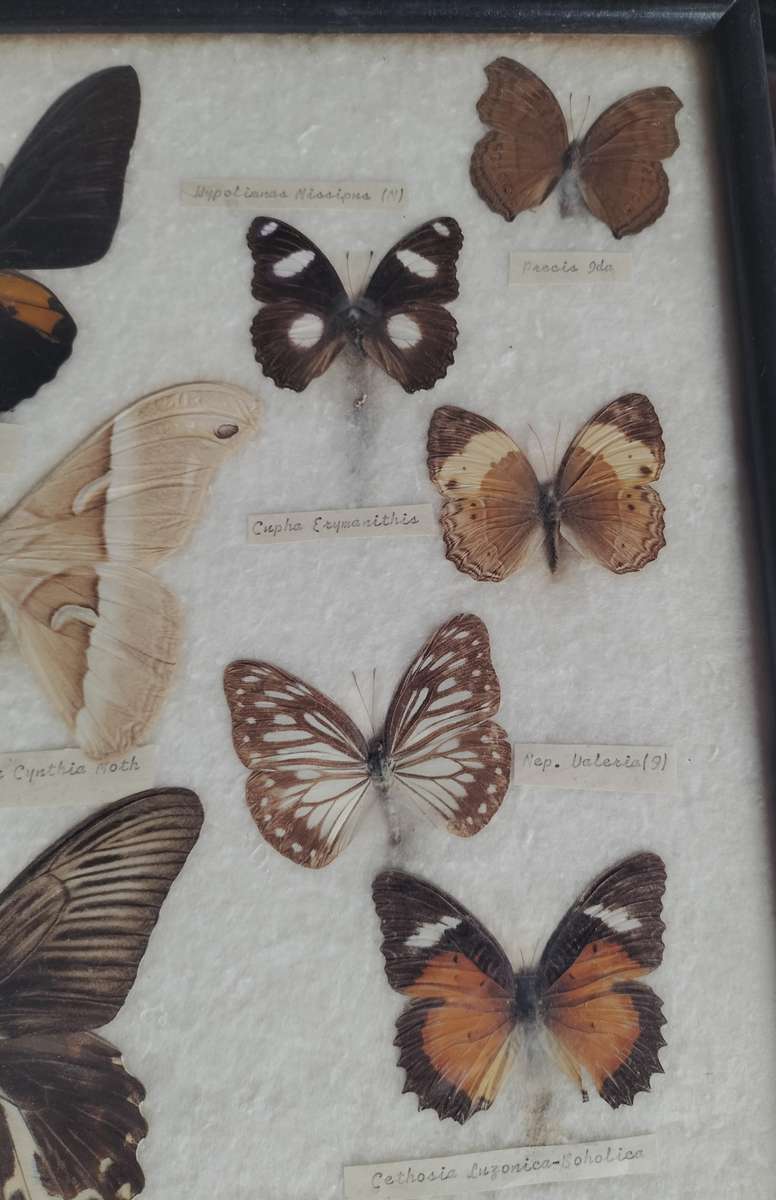 Framed butterfly and moth collection from the Philippines