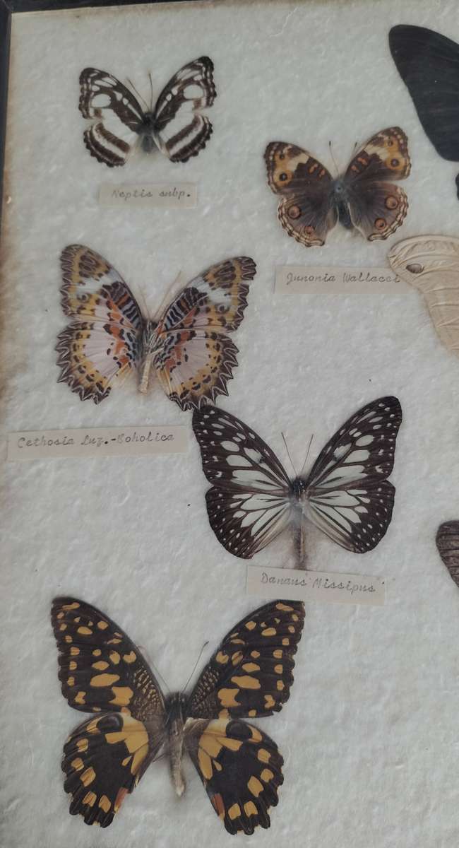Framed butterfly and moth collection from the Philippines