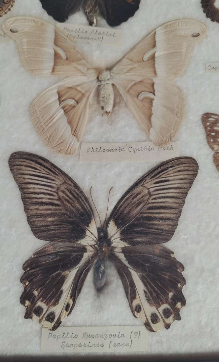 Framed butterfly and moth collection from the Philippines