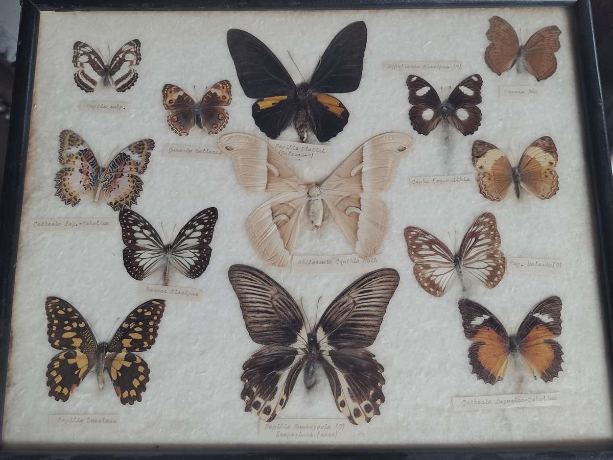 Framed butterfly and moth collection from the Philippines