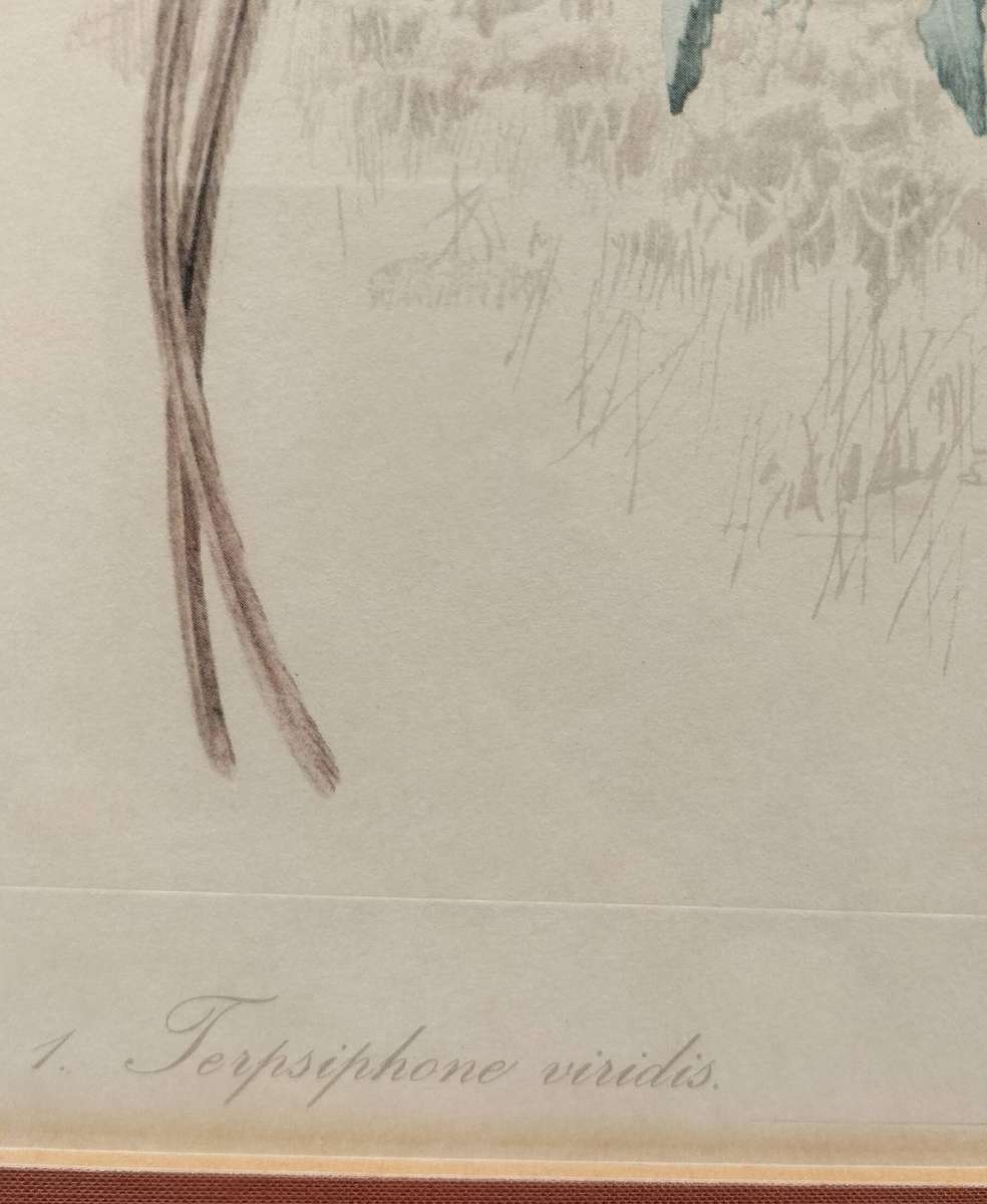 Vintage framed Dick Findlay print (1959) - Bird