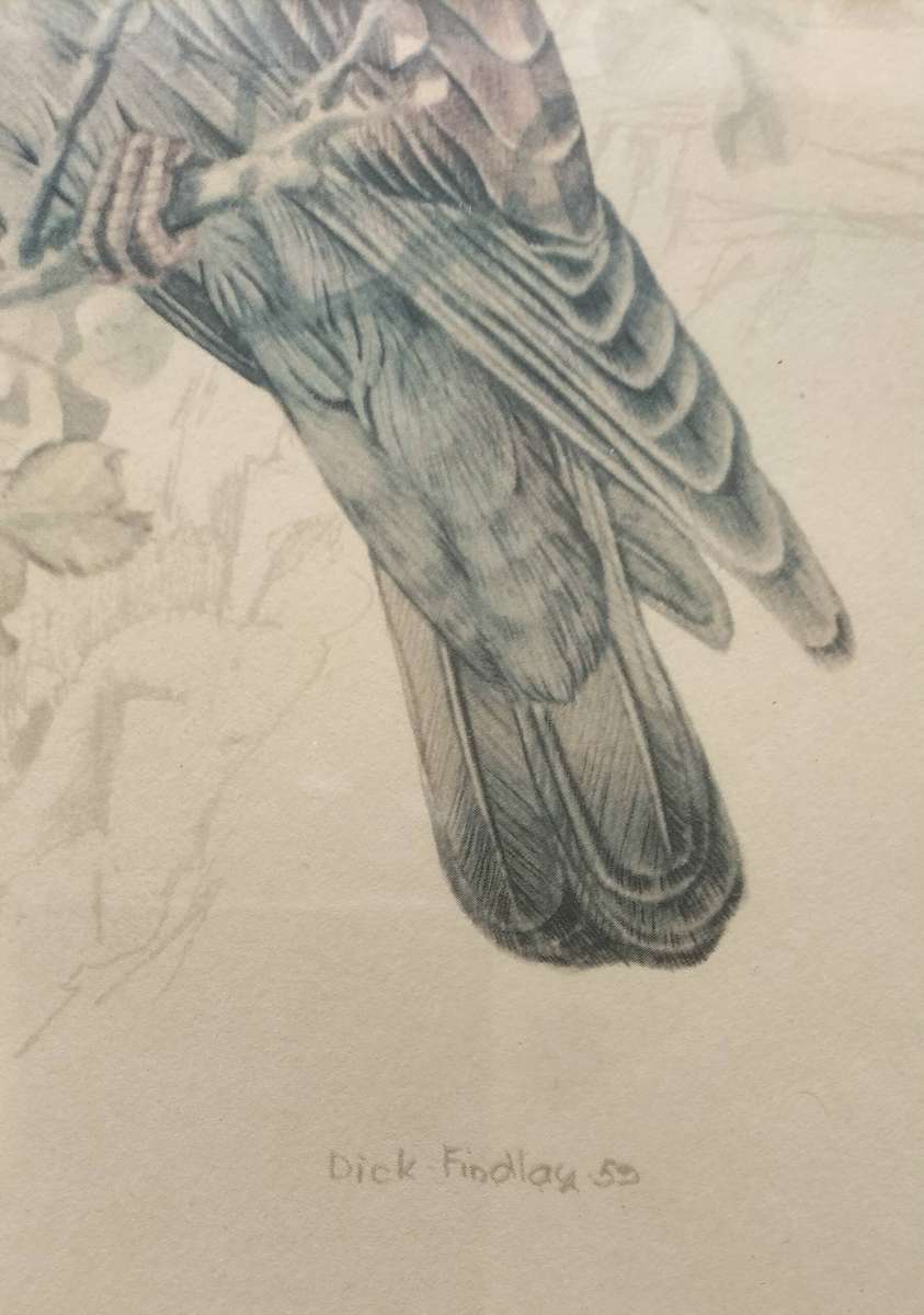 Vintage framed Dick Findlay print (1959) - Bird