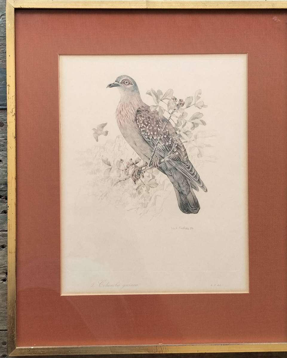 Vintage framed Dick Findlay print (1959) - Bird