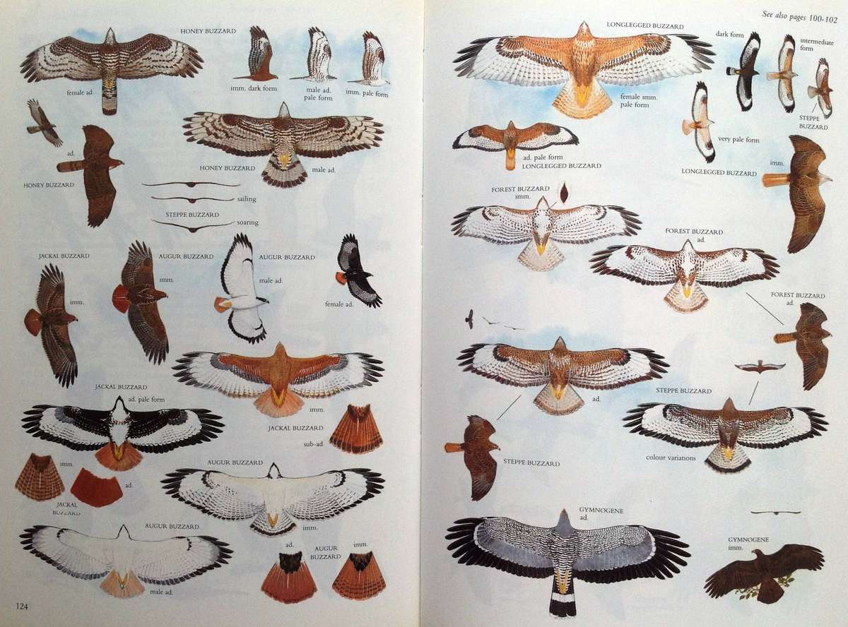 Sasol Birds of Southern Africa - Hardcover