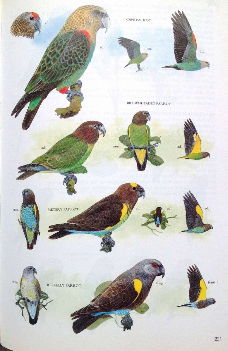 Sasol Birds of Southern Africa - Hardcover