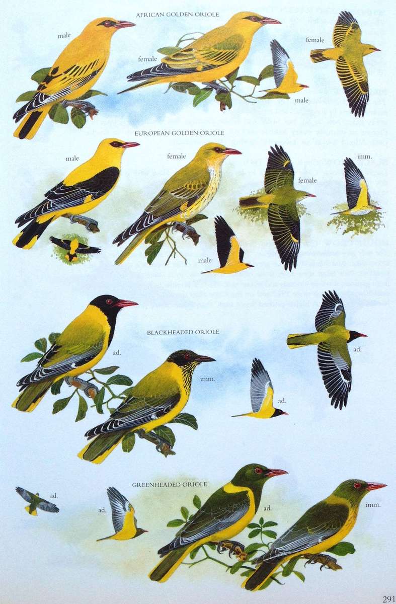 Sasol Birds of Southern Africa - Hardcover