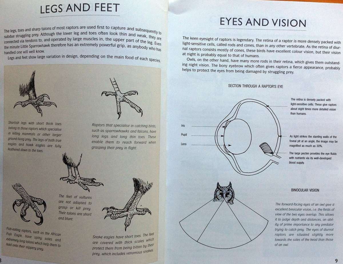 RAPTOR Identification Guide for Southern Africa - Ulrich Oberprieler and Burger Cillie