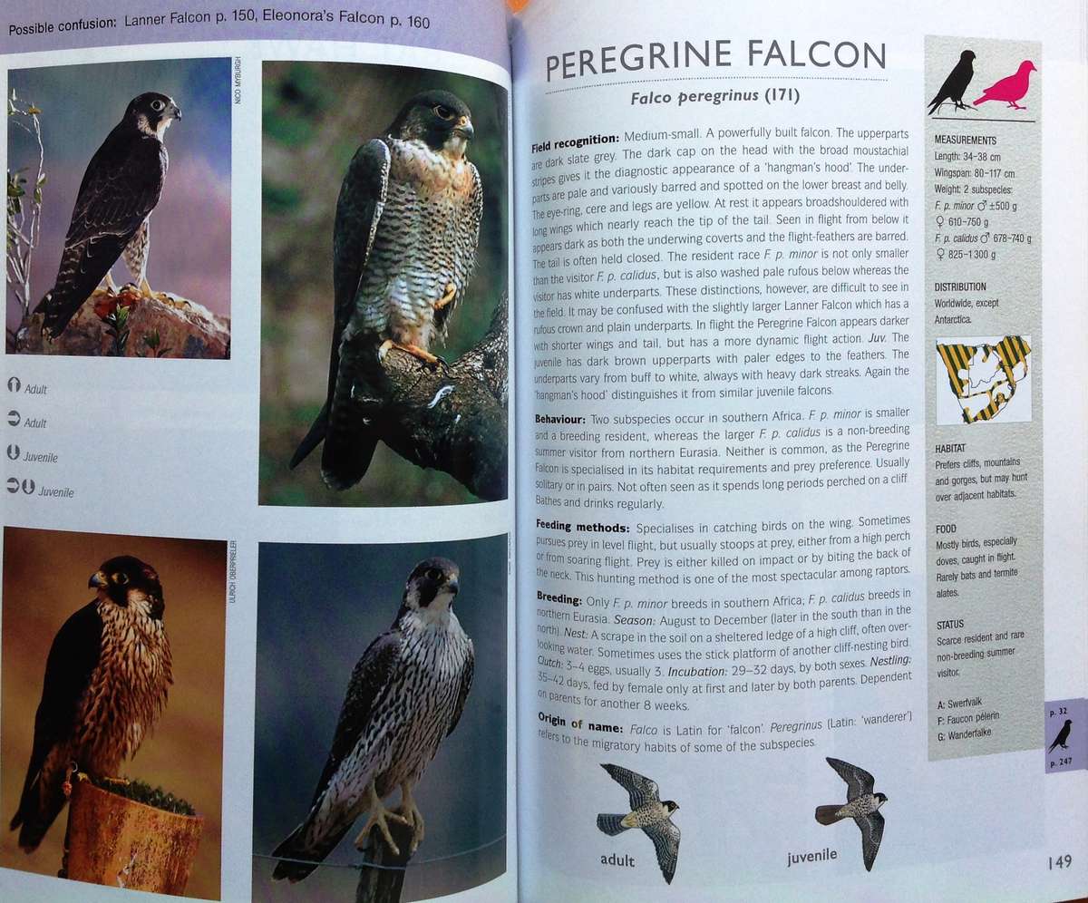 RAPTOR Identification Guide for Southern Africa - Ulrich Oberprieler and Burger Cillie