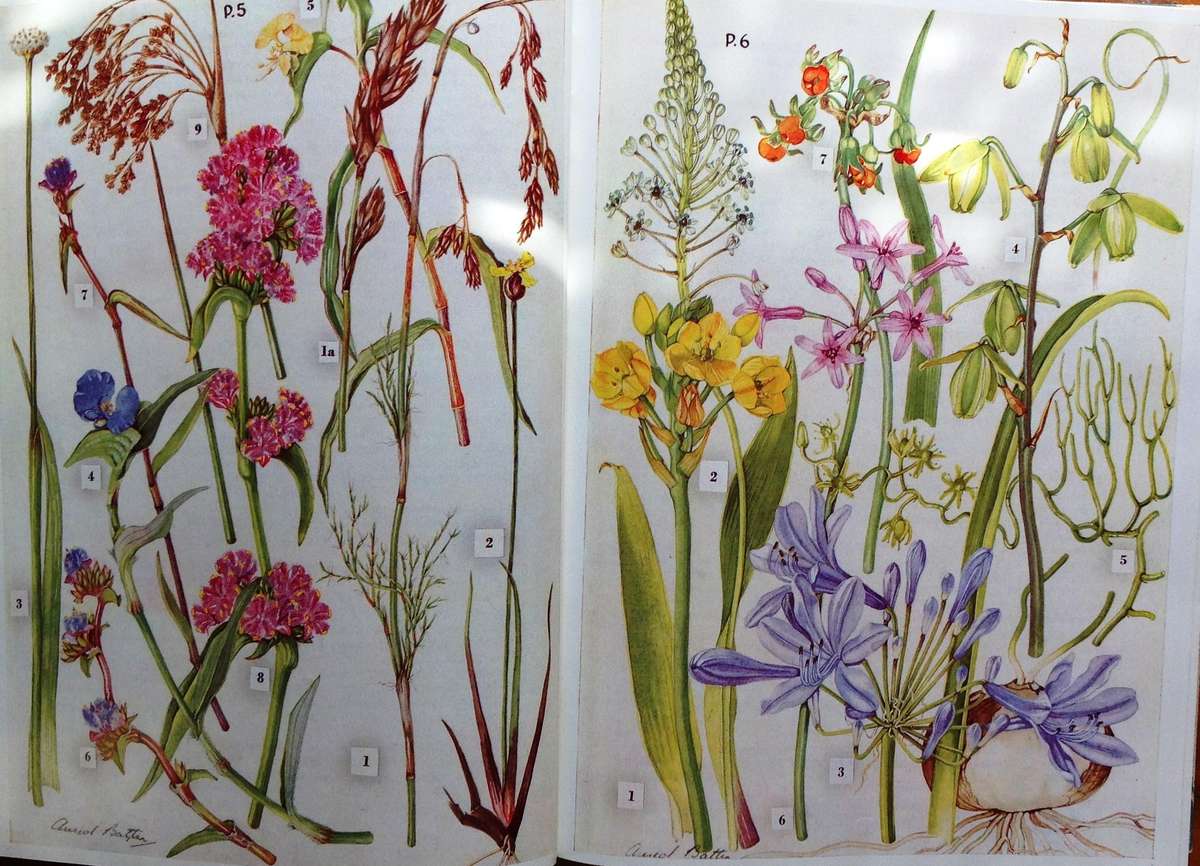 Wild Flowers of the Eastern Cape Province - A Batten and H Bokelman - signed by A Batten - Hardcover