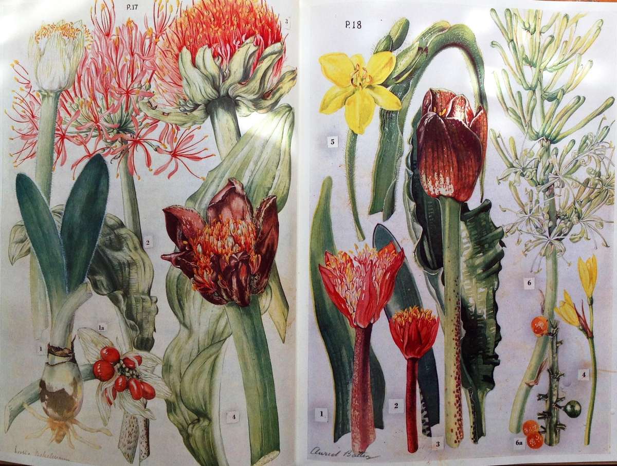 Wild Flowers of the Eastern Cape Province - A Batten and H Bokelman - signed by A Batten - Hardcover