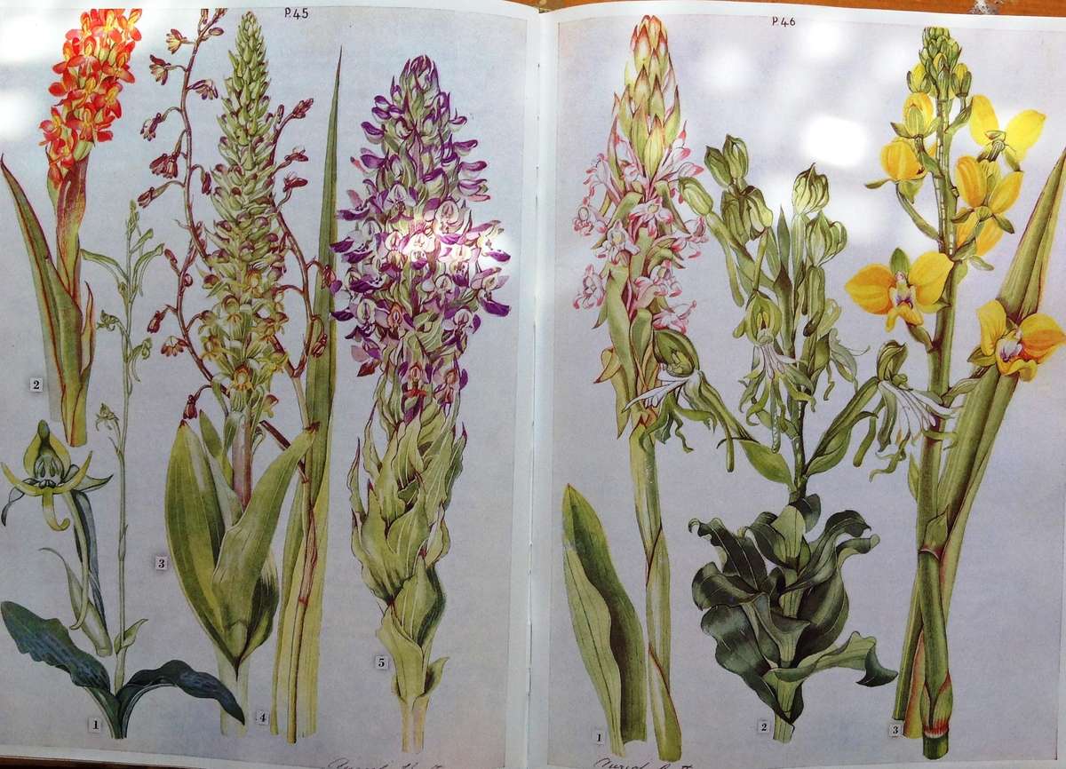 Wild Flowers of the Eastern Cape Province - A Batten and H Bokelman - signed by A Batten - Hardcover