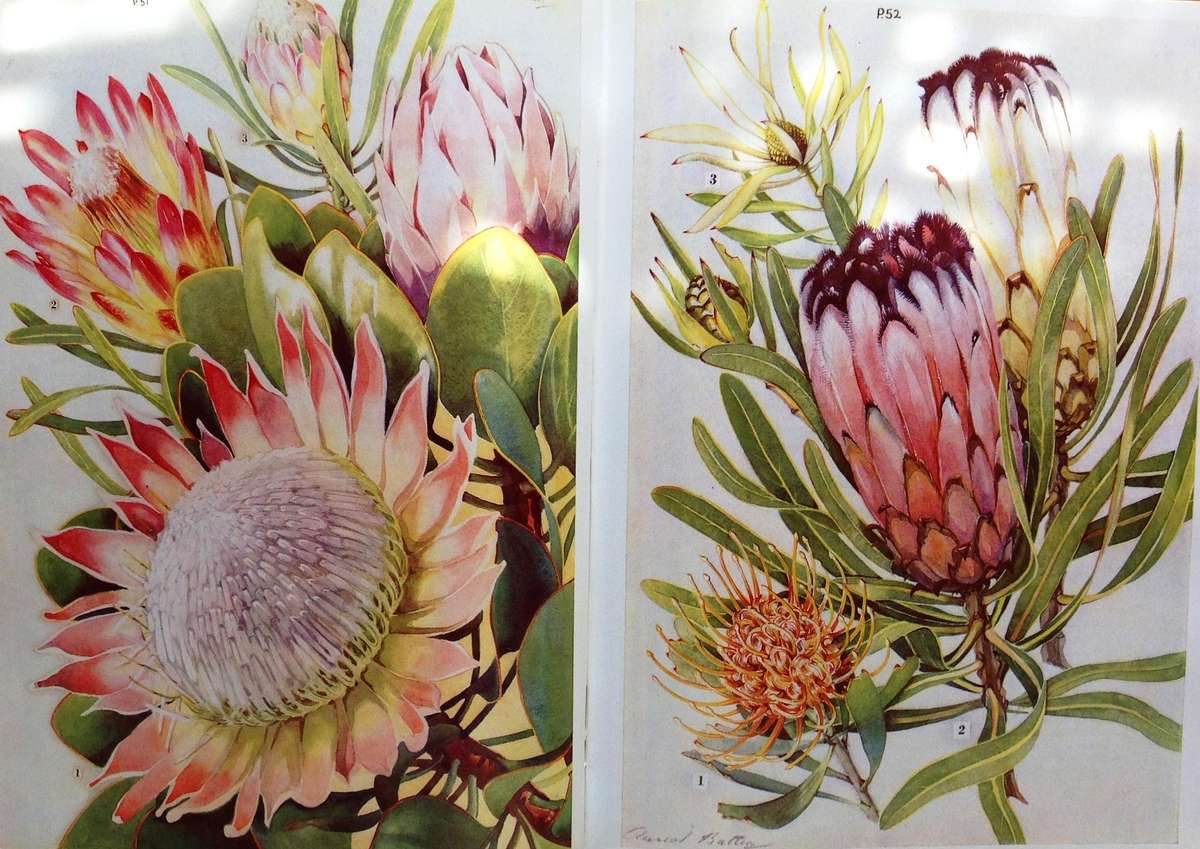 Wild Flowers of the Eastern Cape Province - A Batten and H Bokelman - signed by A Batten - Hardcover