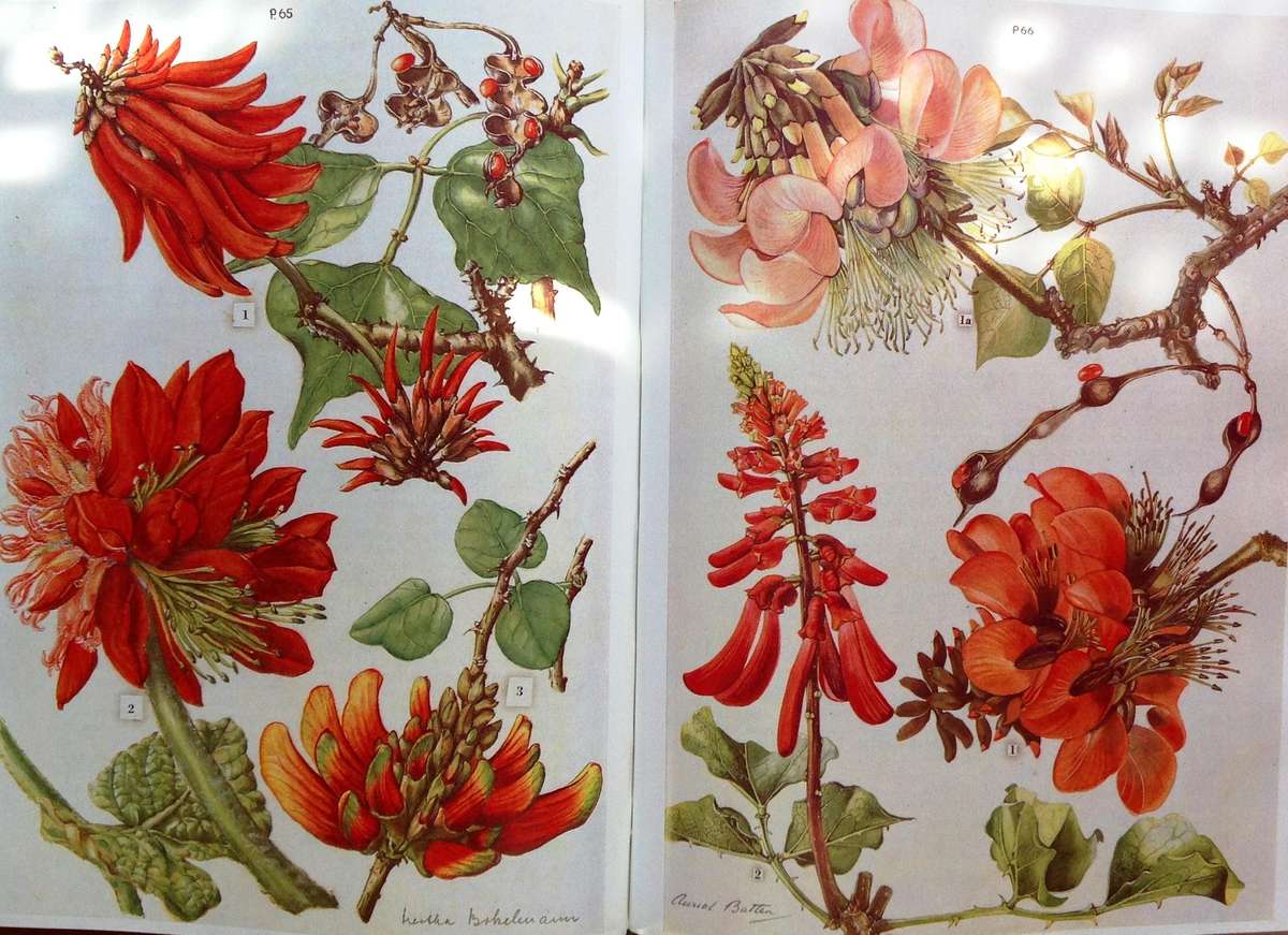Wild Flowers of the Eastern Cape Province - A Batten and H Bokelman - signed by A Batten - Hardcover