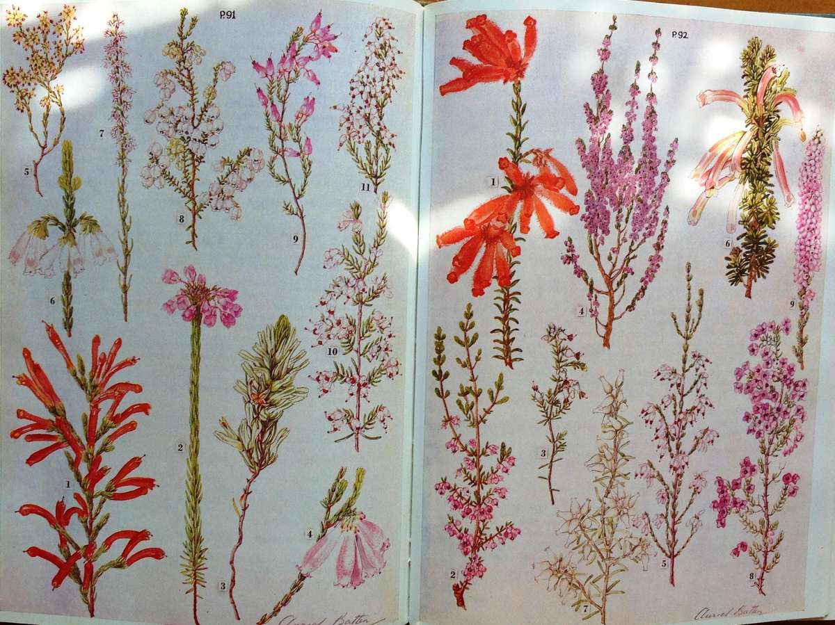 Wild Flowers of the Eastern Cape Province - A Batten and H Bokelman - signed by A Batten - Hardcover