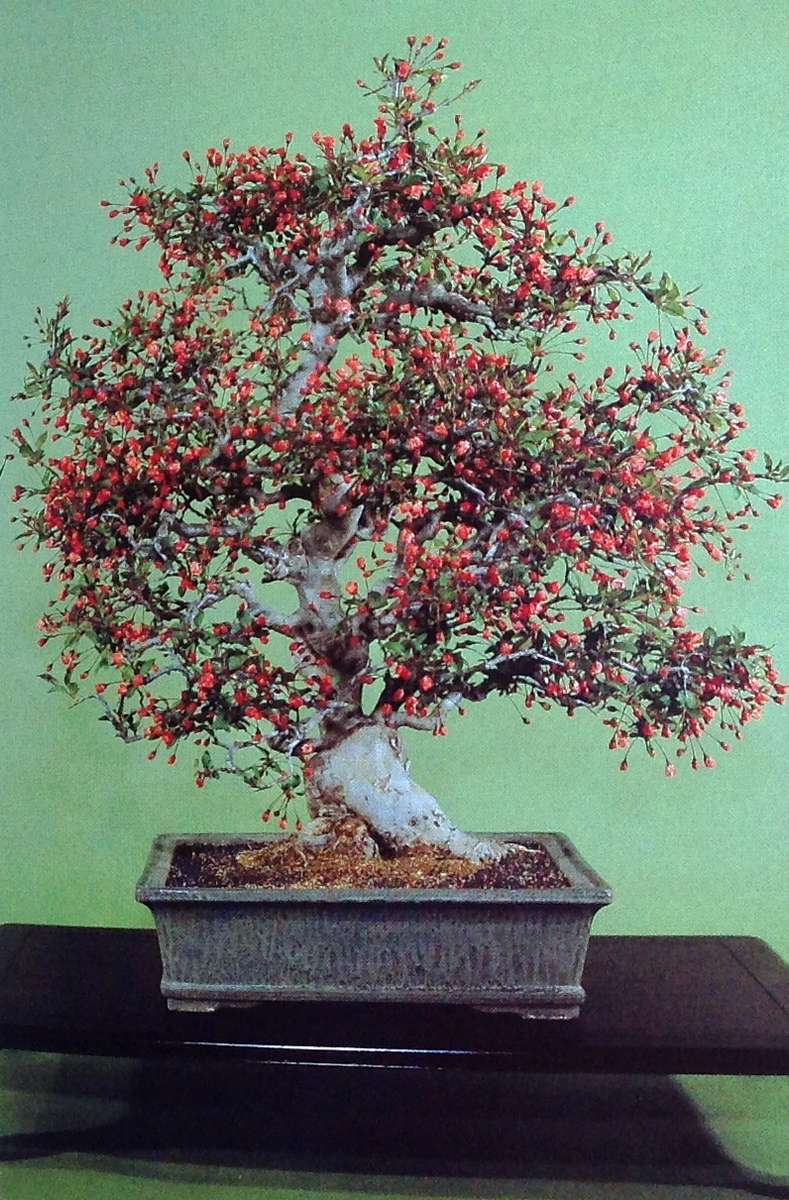 Practical Bonsai - their care, cultivation and training - Paul Lesniewicz and Hideo Kato