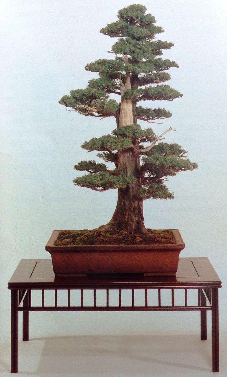Practical Bonsai - their care, cultivation and training - Paul Lesniewicz and Hideo Kato