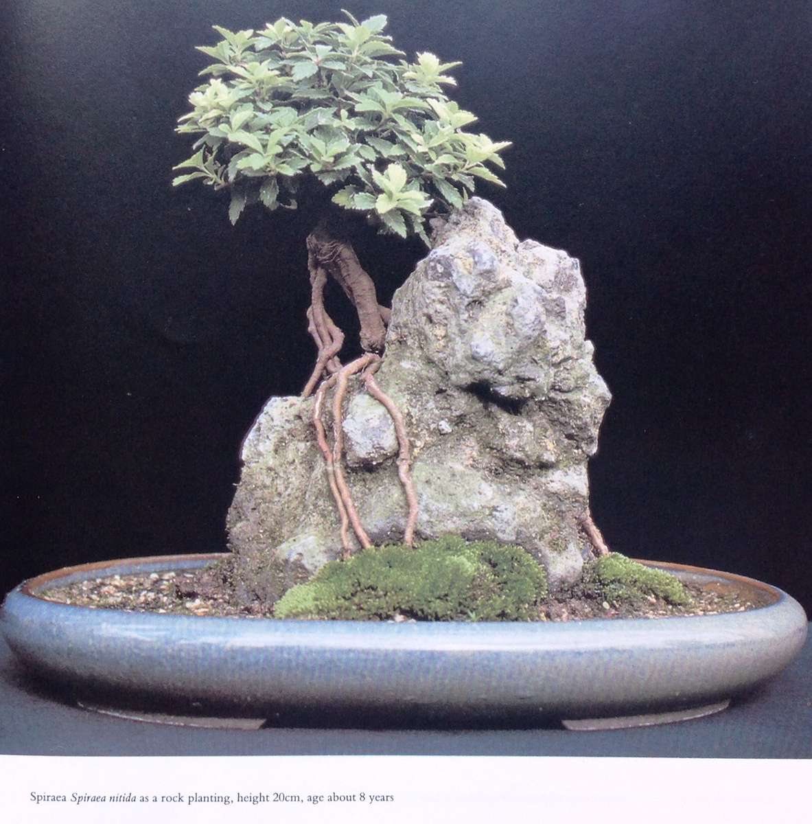 Bonsai - The Complete Guide to Art and Technique - Paul Lesniewicz - Hardcover
