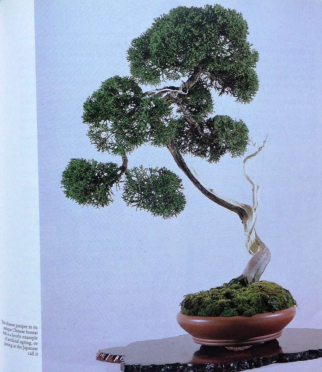 Bonsai - The Complete Guide to Art and Technique - Paul Lesniewicz - Hardcover