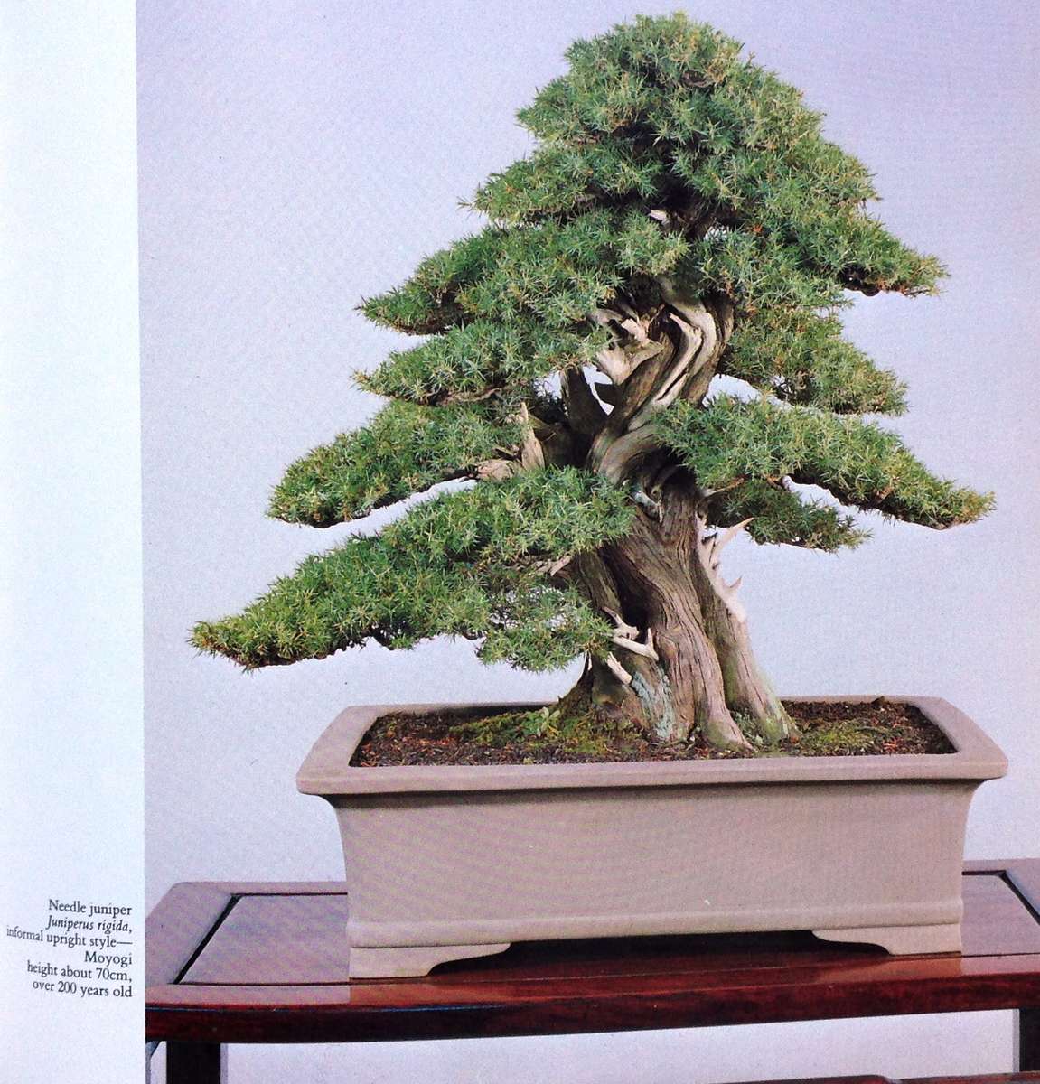 Bonsai - The Complete Guide to Art and Technique - Paul Lesniewicz - Hardcover